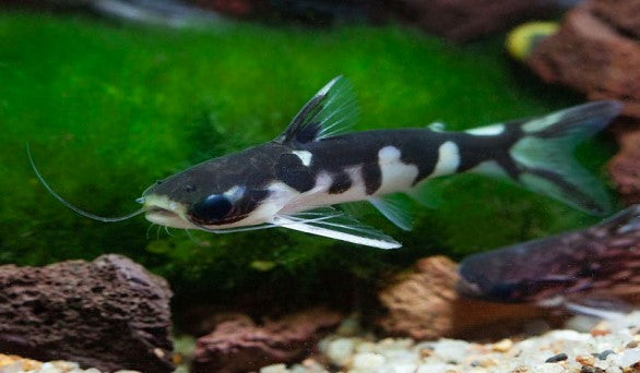 Freshwater Fish – THE EVOLVED FISH