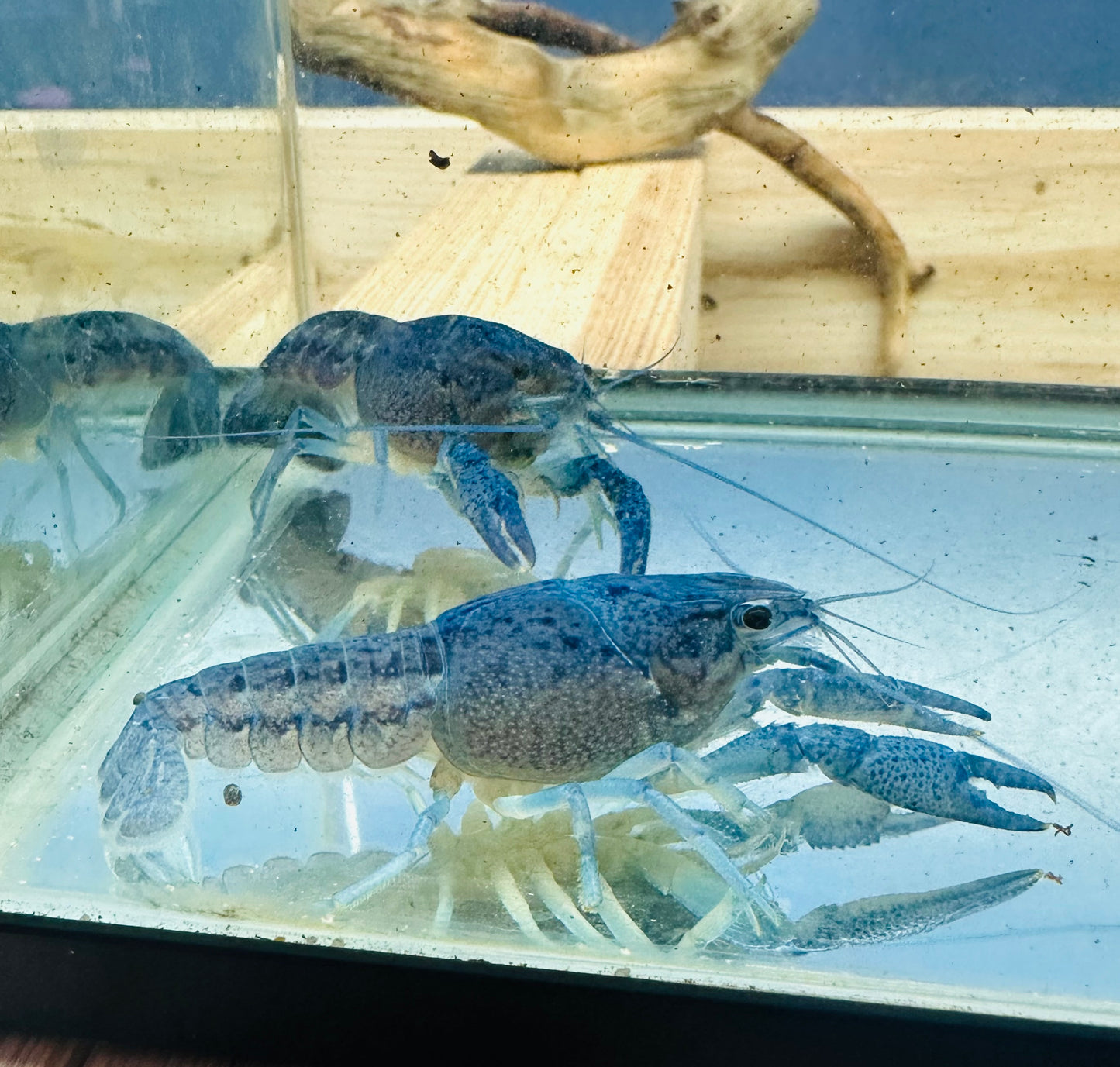 Wild blue crayfish