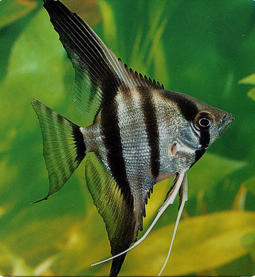 Pterophyllum scalare "Spotted Silver Angelfish" WILD Peru