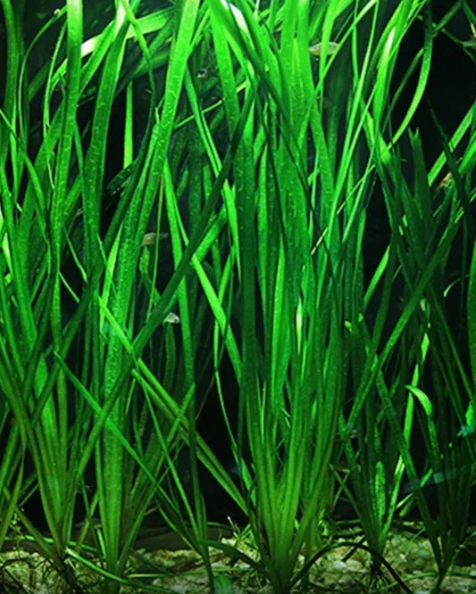 Jungle Vallisneria