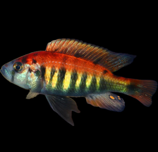 Haplochromis nyererei