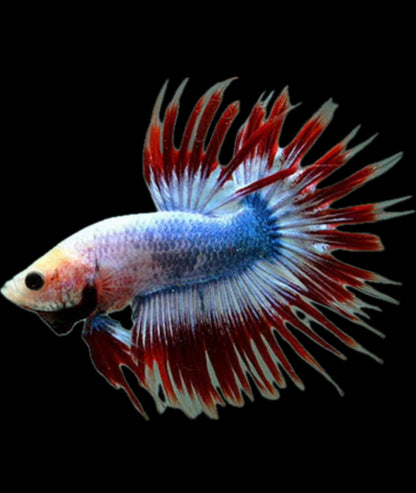 Flag crowntail
