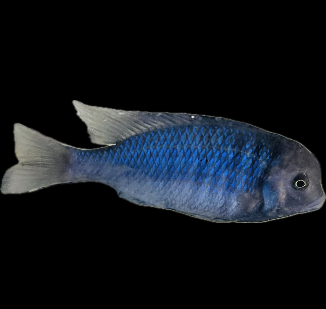 Cyrtocara moorii x Placidochromis sp. Phenochilus Tanzania  “Star Dolphin” or “sapphire dolphin”