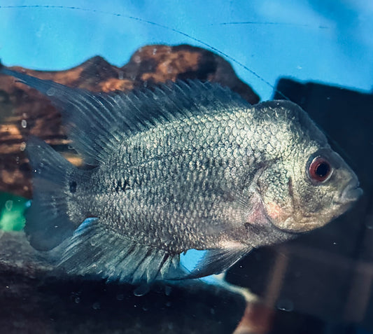 Thai silk flowerhorn