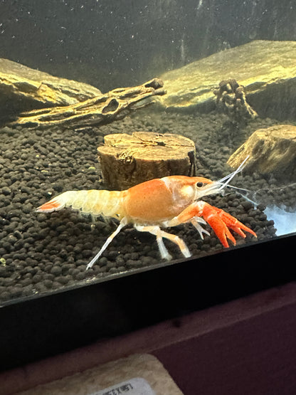 Fireball crayfish