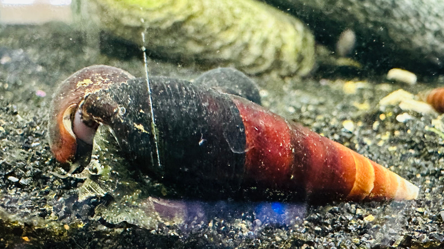 Blue poso Rabbit Snail