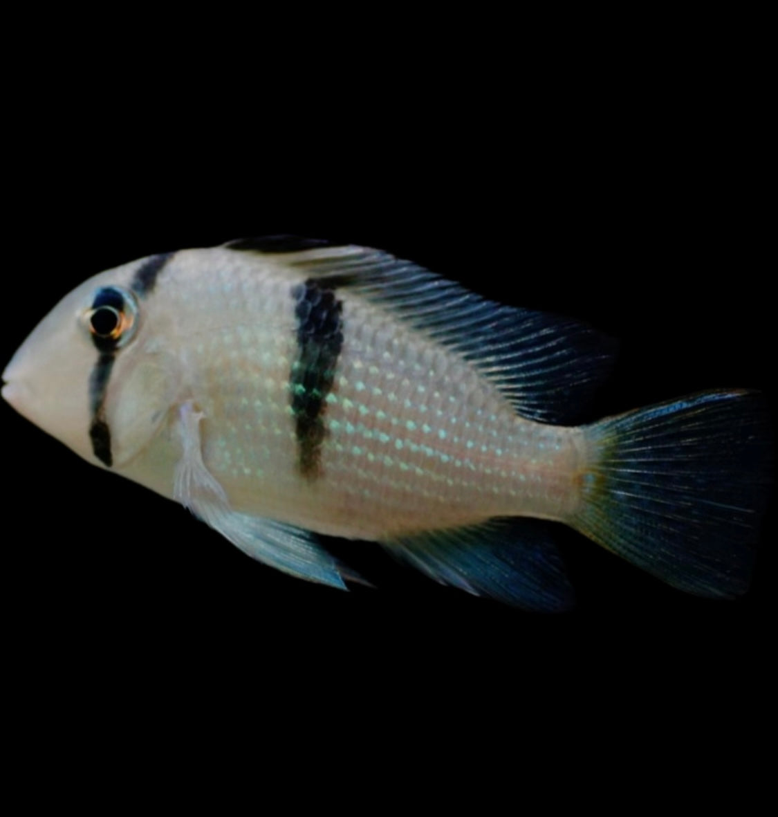 Guianacara dacyra *Bandit cichlid”