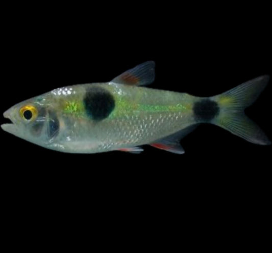 Bucktooth tetra (Exodon paradoxus) (LG)