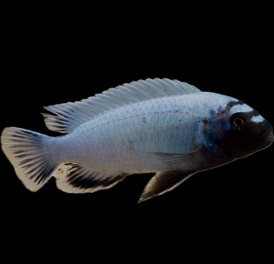 Pseudotropheus sp. "Polit"