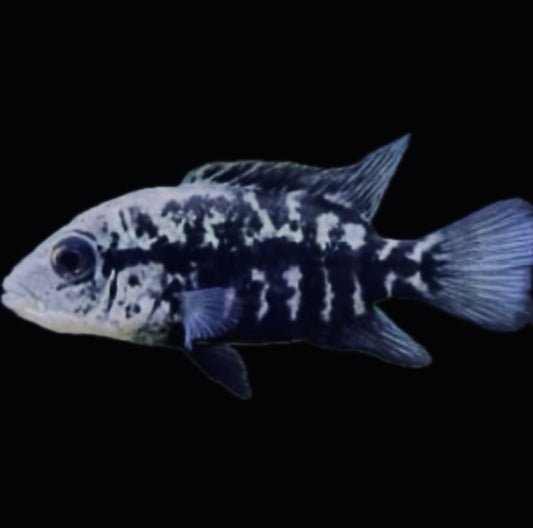 Nandopsis haitiensis “Black Nasty”