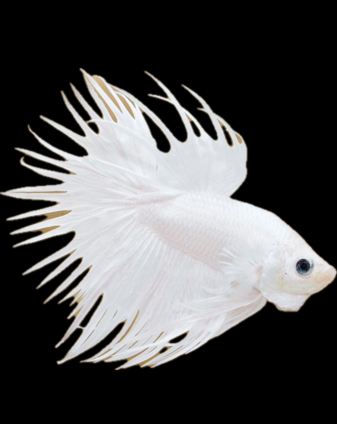 White platinum crowntail