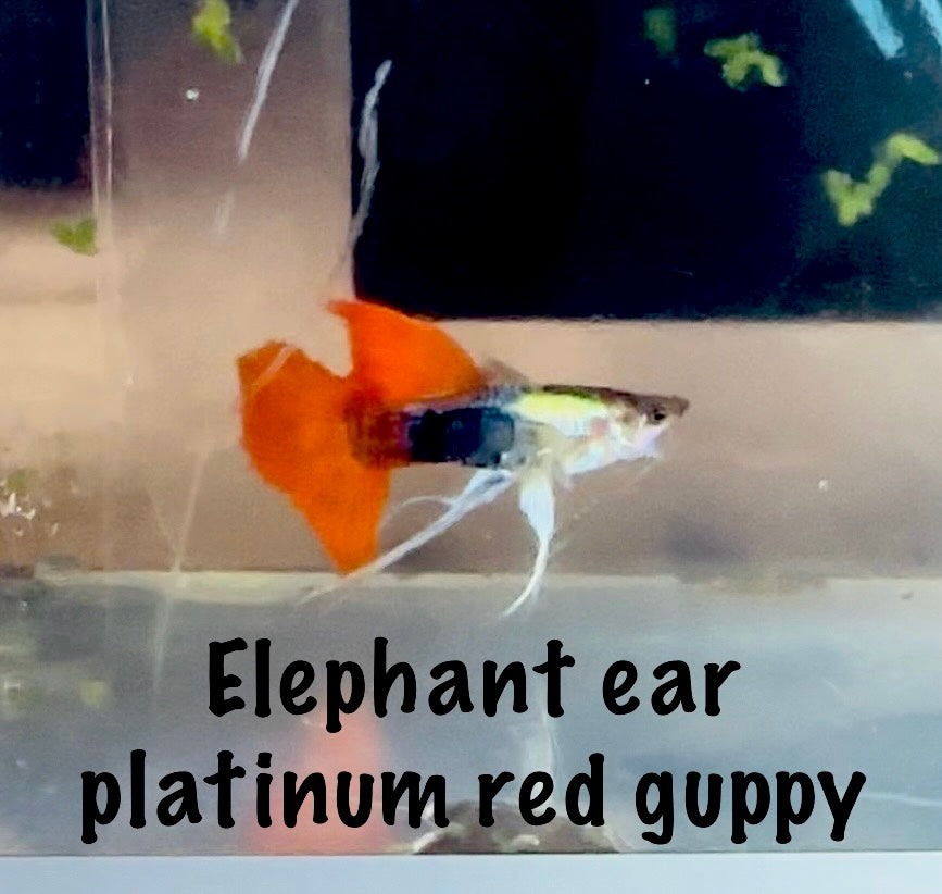 Elephant ear platinum red