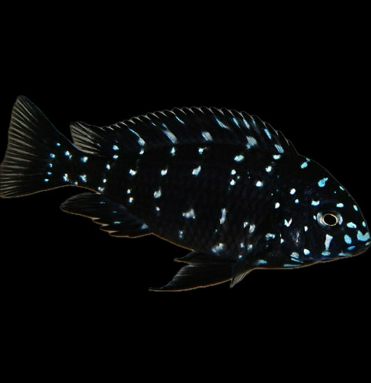 Tropheus duboisi