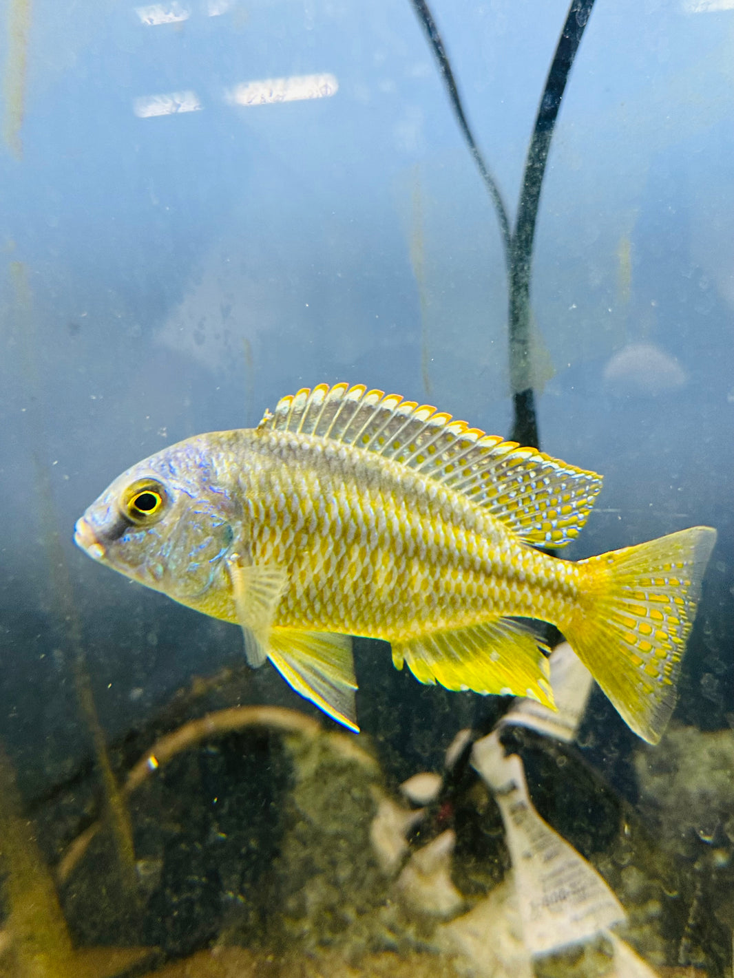 Haps – THE EVOLVED FISH