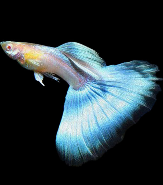 Turquoise Blue tail guppy