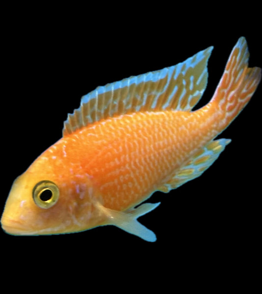 Aulonocara sp. “firefish”