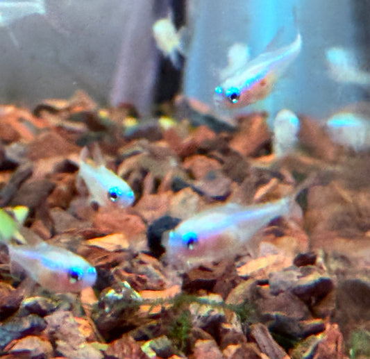 Neon Gold Blue Eye Neon Tetra