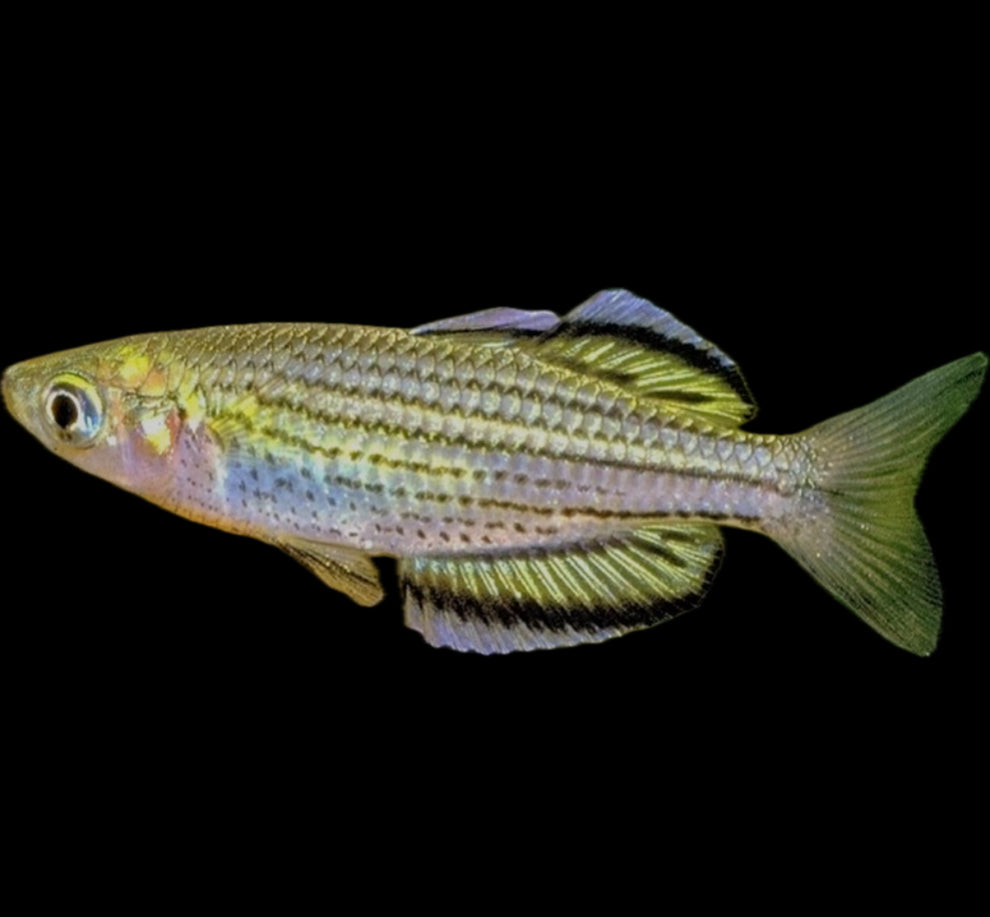 Melanotaenia sahulensis “Skull Creek Rainbow” – THE EVOLVED FISH