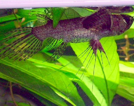 African Butterfly Fish