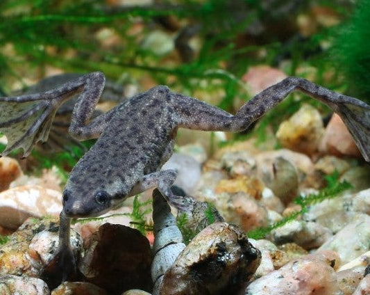 African Dwarf Frog