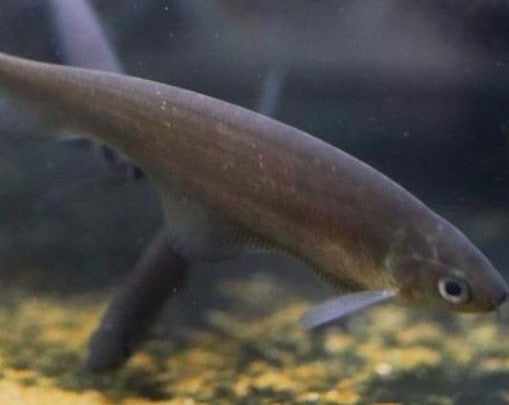 African Knifefish