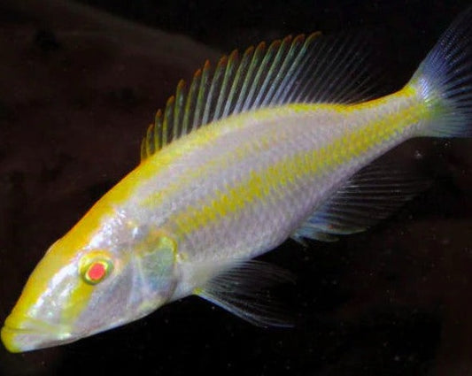 Dimidiochromis Compressiceps "Albino"