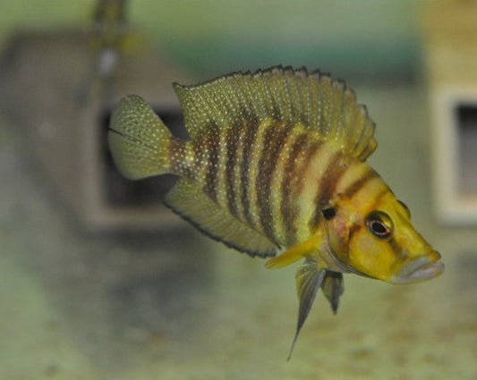 Altolamprologus Compressiceps "Chaitika Gold"