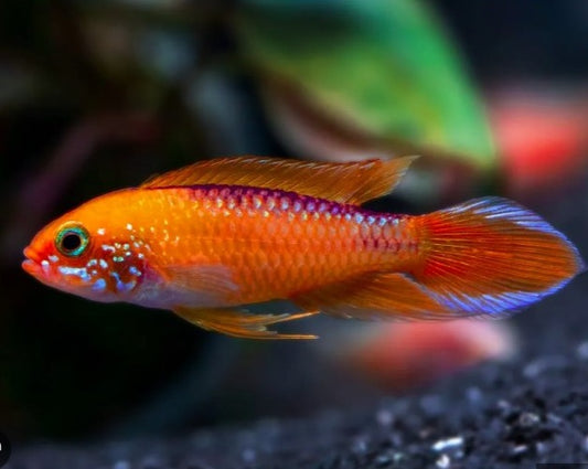 Apistogramma Agassizii "Fire Red"