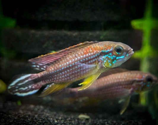 Apistogramma Agassizii "Tefe Blue Pearl"