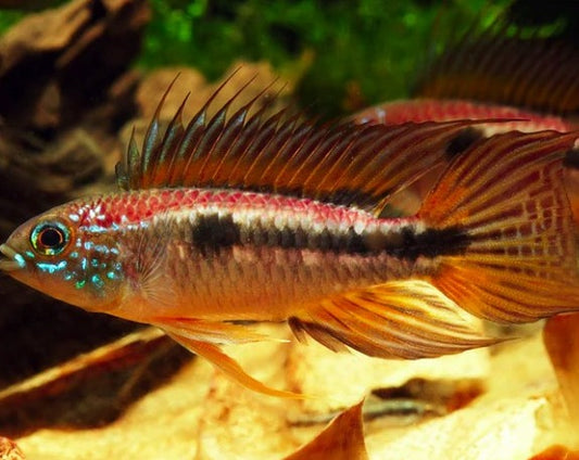Apistogramma Bitaeniata "Red Back"