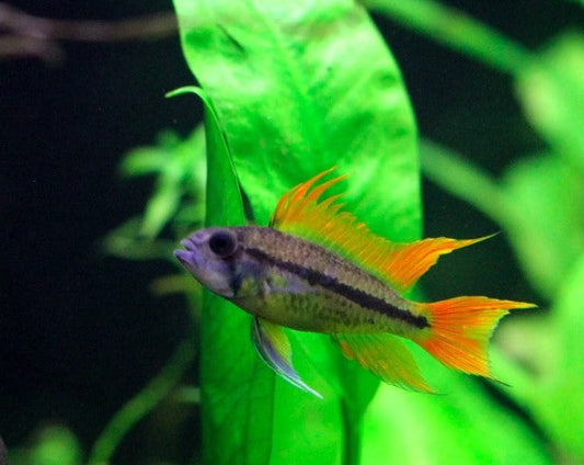 Apistogramma Cacatuoides "Orange Flash"