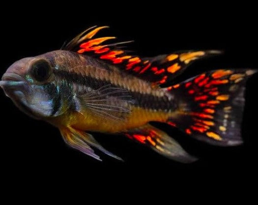 Apistogramma Cacatuoides "Super Red"