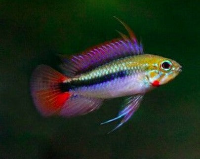 Apistogramma Erythrura "Rio Mamore"