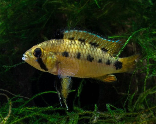 Apistogramma cf. Ortegai "Pebas"