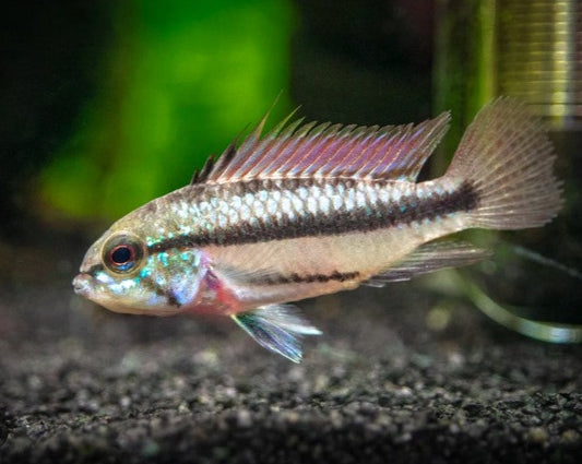 Apistogramma Trifasciata "Three Striped"