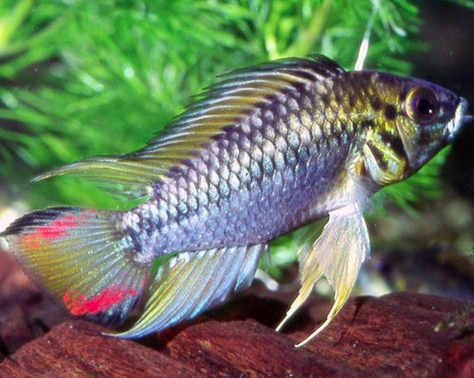 Apistogramma Hoignei