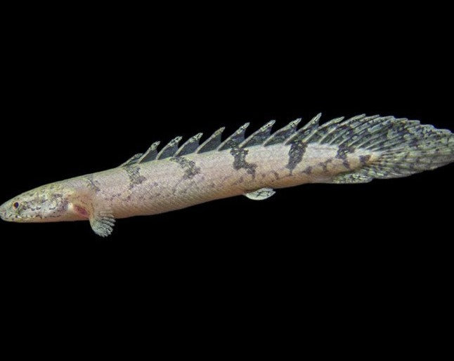 Armored Bichir