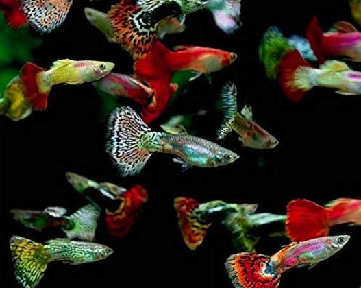 Assorted Fancy Guppies