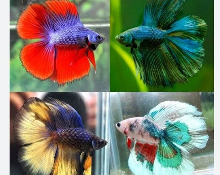 Assorted Male Betta