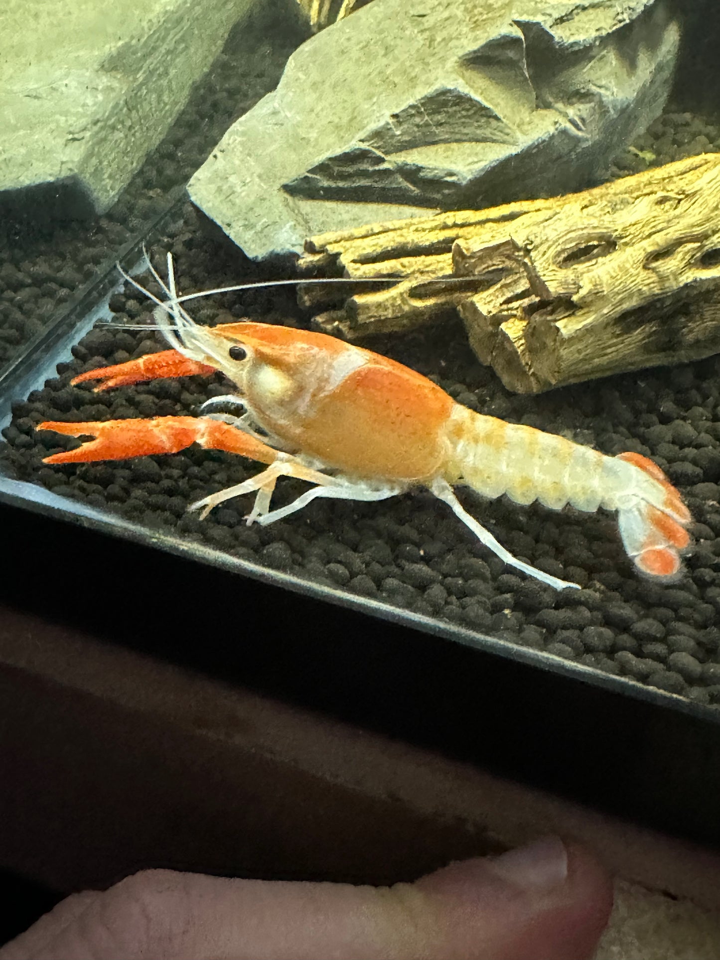 Fireball crayfish