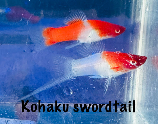 Kohaku swordtail