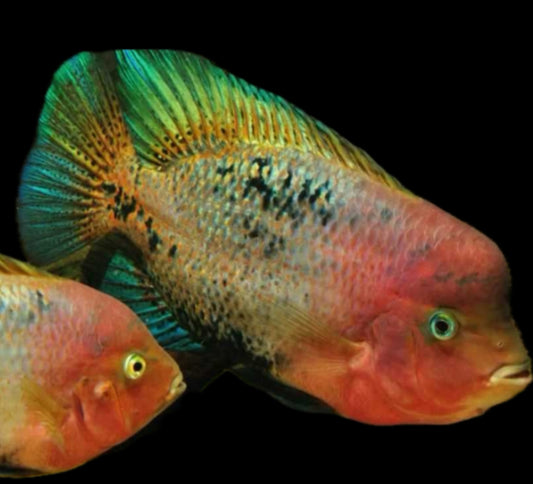 Vieja melanurus “red spot cichlid”