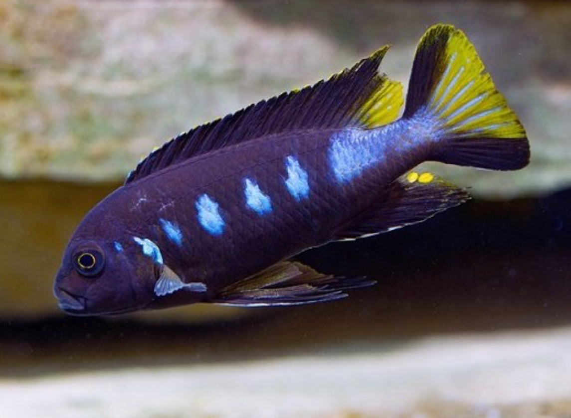 Elongatus chewere