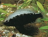 Herichthys bartoni "Barton's Cichlid"