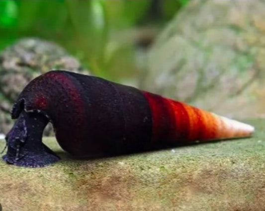 Bicolor Snail