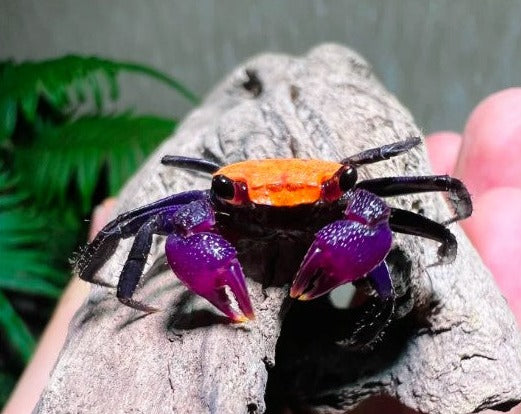 Black Vampire Crab