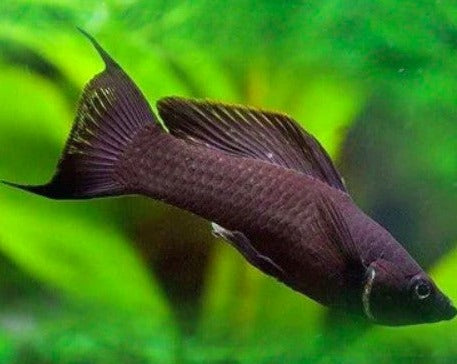 Black Lyretail Molly
