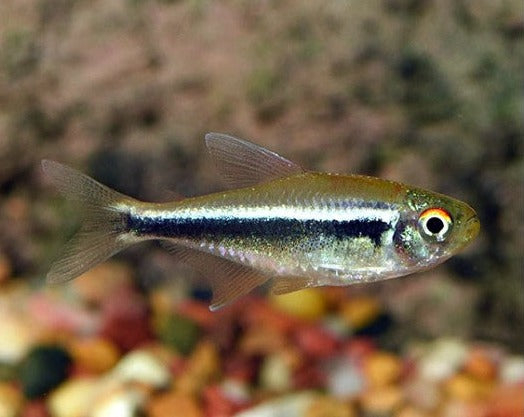 Black Neon Tetra