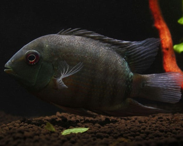 Heros Severus "Black Severum"