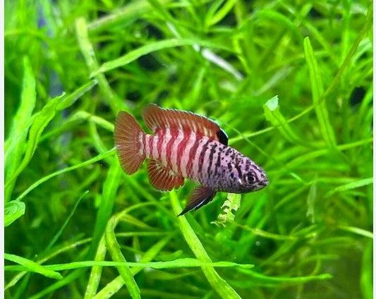 Black Tiger Badis